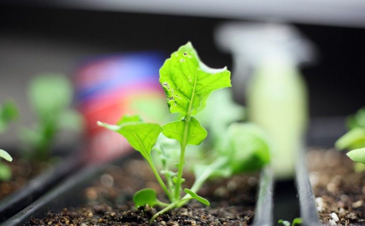 Successfully Growing Arugula From Seed Indoors